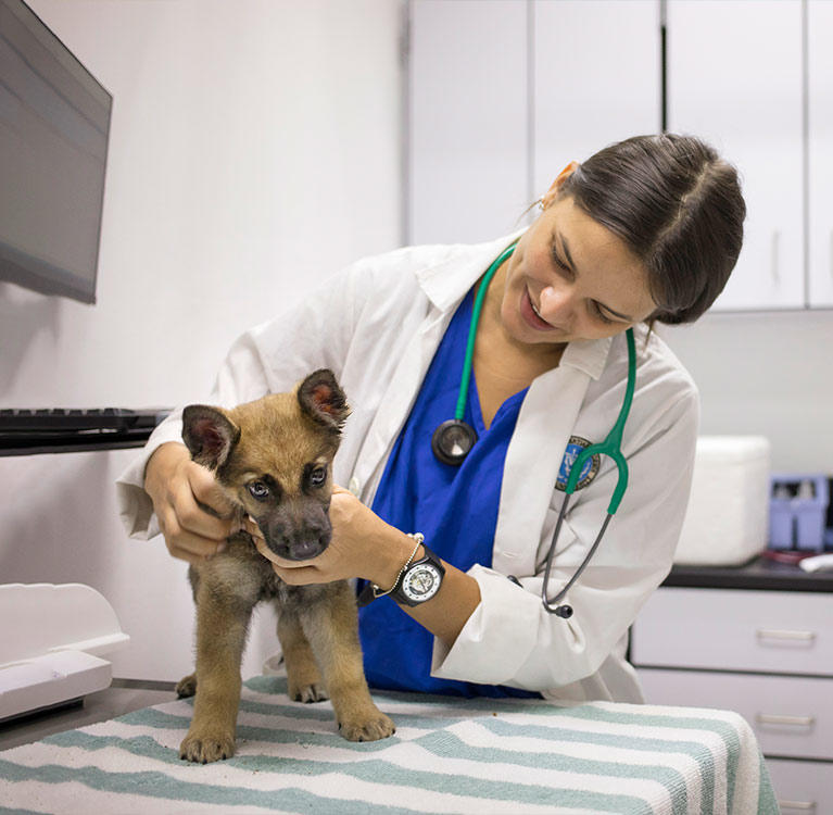Best Vet Schools in Virginia