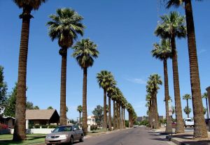 Tree Trimming Services Arizona