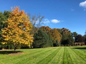 Best Tree Trimming Services Connecticut