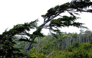 Best Tree Trimming Services California