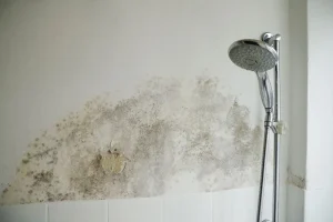 Moldy Shower Corners: Remove Growth and Prevent Return