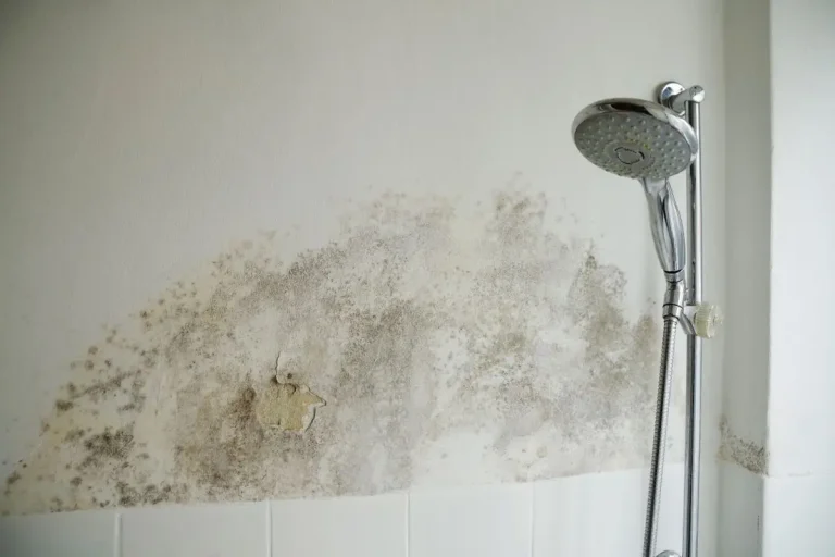 Moldy Shower Corners: Remove Growth and Prevent Return