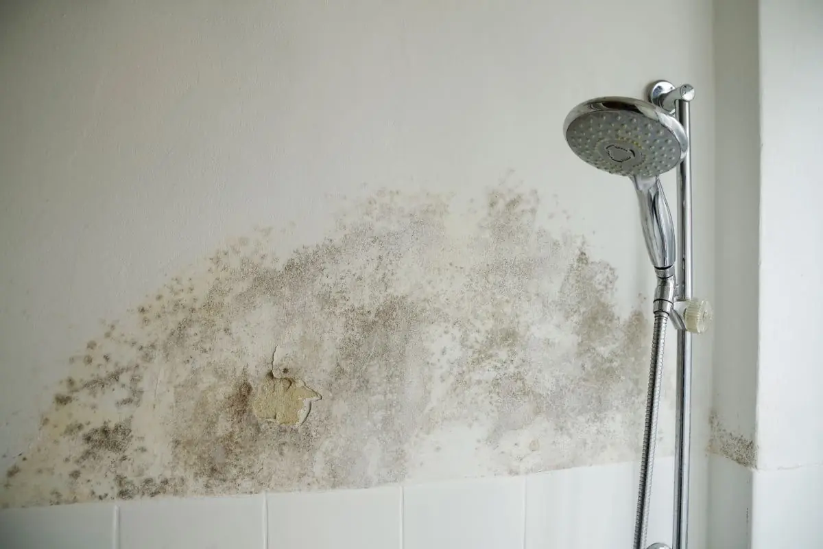 Moldy Shower Corners: Remove Growth and Prevent Return